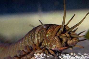 世界上最恶心的动物 长达1.3米(蛀船虫)