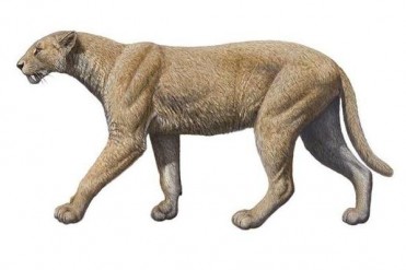 它是人类最为致命的杀手 恐猫(人类的天敌)