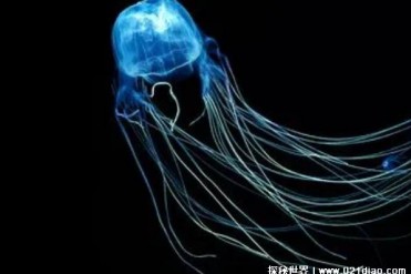 大海里最毒的生物 一只毒死60个成年人(毒性特别强)