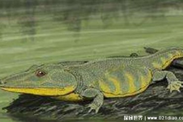 史前最大的青蛙 虾蟆螈(吃恐龙的青蛙)