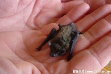 世界上最小的哺乳动物 猪鼻蝙蝠(身体三厘米长)
