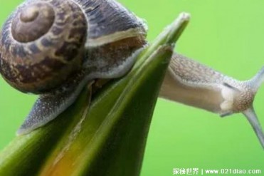 世界上牙齿最多的动物 共有25600颗牙齿(舌头上长...