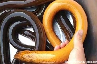 世界上最大的黄鳝 比小孩腿粗(长1.5米/重达36斤)