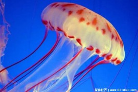 海洋中美丽的一种生物 水母绚丽多姿(最古老的生物)