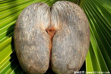 世界上最富神秘色彩水果 海椰子生长于塞舌尔(生...