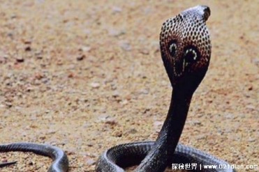 世界上现存最大的毒蛇 眼镜王蛇被称百蛇之王(体...