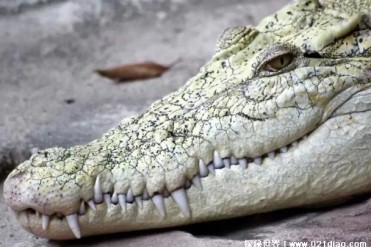 世界上最凶残的鳄鱼 湾鳄曾吞食日军上千人(咬合...