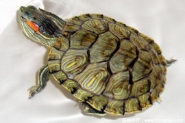 如何饲养巴西龟才能活得更久 不能完全干养(掌握水位)