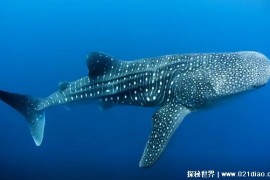  巨型鲸鲨为何都胖嘟嘟 有极高的捕食机制(捕食量较大)