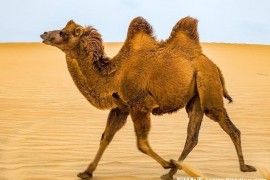  耐旱能力比较强的动物 骆驼是沙漠之舟(可在沙漠生活)