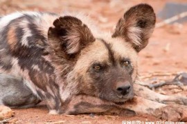  为何非洲野狗狩猎成功率高 非洲野狗耐力很好(食肉性动物)