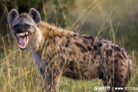  为何非洲鬣狗还会怕驴 驴的后肢力量强(踢力较大)