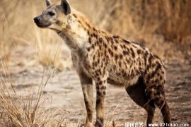  非洲比较危险的一种动物 斑鬣狗一种猛兽(跳跃能力差)