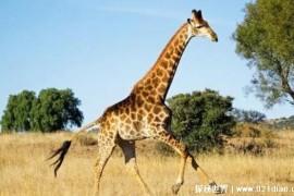  可以长到5米高的动物 长颈鹿体型比较庞大(食草动物)
