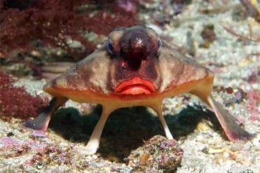 生活在海洋却靠四肢行走的鱼 红唇蝙蝠鱼(有烈焰...