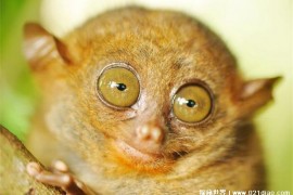 有一双大且圆眼睛的猴子 眼镜猴直径超一厘米(体型较小)
