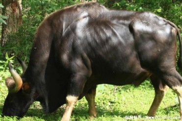 世界上最重的牛 白肢野牛重达到了2450斤(体型较大)