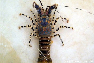 世界上最大的龙虾 锦绣龙虾体长可达55厘米(颜色...