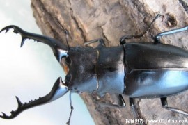  体长12.3厘米的锹甲虫 长颈鹿锯锹寿命比较短(观赏价值高)