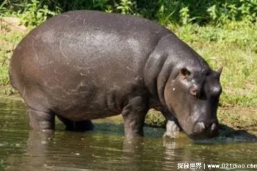 世界上嘴巴最大的陆生动物 河马嘴巴比较大(是食...