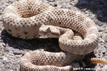 死后一小时内还可反击咬伤敌人的蛇 响尾蛇(毒性...