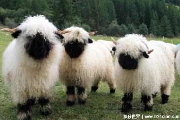 脸部漆黑看不见五官的羊 黑鼻羊比较可爱(新奇品种)