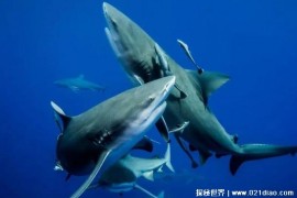  在海水淡水来去自由的生物 牛鲨让人防不胜防(性格凶猛)