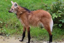 被称作踩着高跷的狐狸 鬃狼是犬科动物(外形像狐狸)