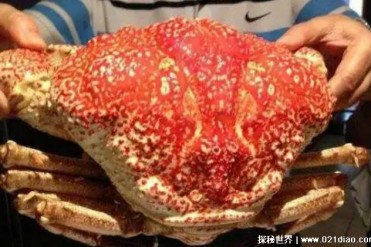 世界上最重的蟹 皇帝蟹外壳就像洗脸盆(价格昂贵)