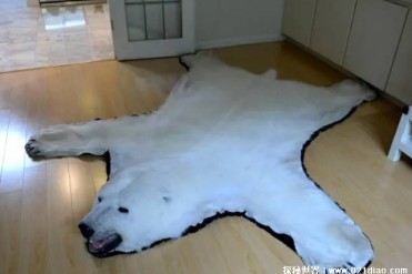 世界上最保暖的皮毛 北极熊皮毛保暖且漂亮(质地...