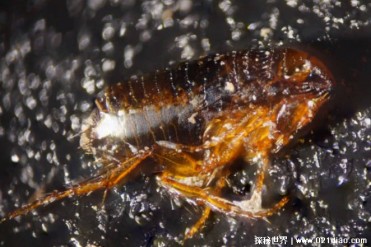 世界上弹跳能力最好的昆虫 跳蚤可跳高30厘米(寄...