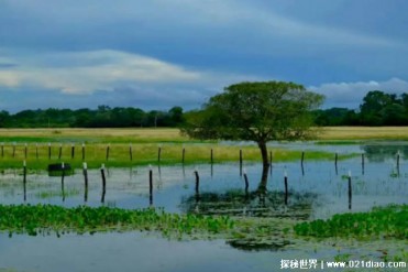 世界上最大的沼泽地 潘塔纳尔沼泽达2500万公顷(...