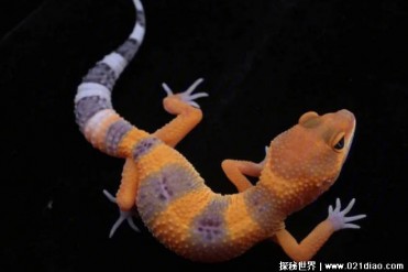 生活在人们身边的一种益虫 壁虎可消灭害虫(攀爬...