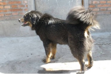 一种具有优秀跟踪能力的犬 超珍贵猛犬蒙古獒(比...