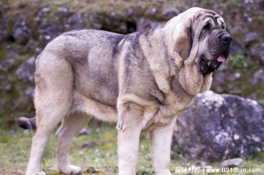 世界十大大型犬 马士提夫犬是大型英国猎犬(体重1...