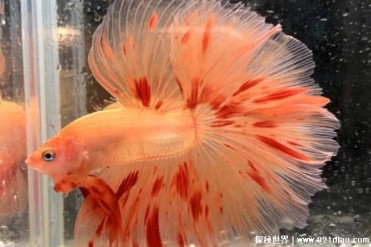 泰国斗鱼的正确养饲方式 准备单独饲养的鱼缸(性...