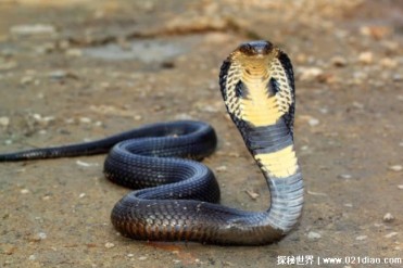 眼镜蛇科中的戏精蛇 环颈眼镜蛇外形彪悍(会喷出...