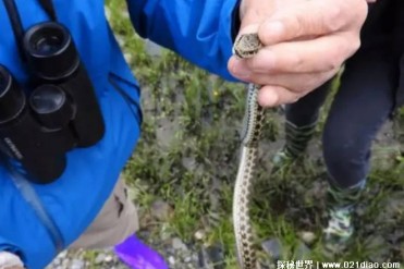 只生存在高原温泉附近的蛇 温泉蛇比较罕见(易危...