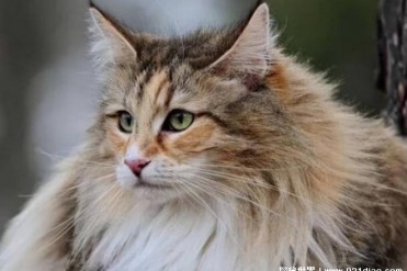 网红挪威森林猫 是自然生存的古老品种(体型强壮)