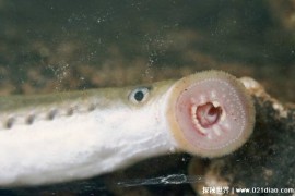 一种靠吸食鲜血为生的寄生生物 北极七鳃鳗(体长60厘米)