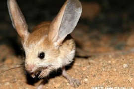 被称为沙漠中米老鼠的生物 长耳跳鼠长相奇特(是濒危物种)