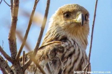世界上最忠贞的鸟类 白肩雕对爱情忠贞不渝(分布...