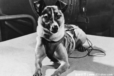 世界上最孤独的狗 莱卡用来测试太空探索技术(未...