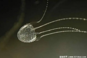 体型较小但毒性很大的水母 伊鲁坎吉水母(足以致命)