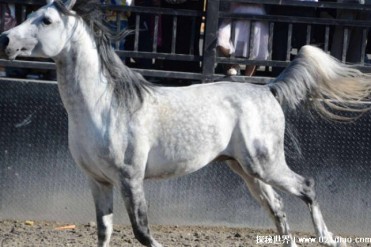 世界上最古老的马 阿拉伯马已有4500年的历史 (身...