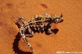 会利用皮肤喝水的蜥蜴 澳洲魔蜥外表新奇(体长21厘米)