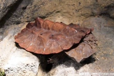 善于伪装的爬行动物 枯叶龟可以很好躲避敌方(捕...