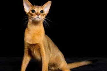 世界上最高血统的猫 阿比西尼亚猫历史悠久(比较...