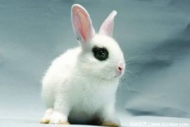 眼睛有黑黑眼圈的兔子 侏儒海棠兔比较可爱(性格活泼)