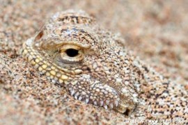  科学家发现异类蜥蜴 绻尾沙蜥肚子里都是沙子(生活在沙滩)